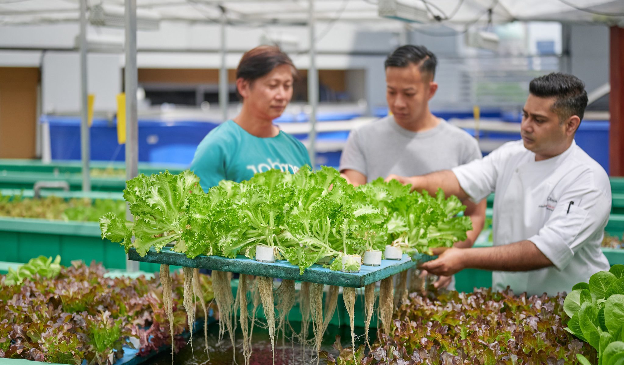 Aquaponics Farm | Swissôtel The Stamford